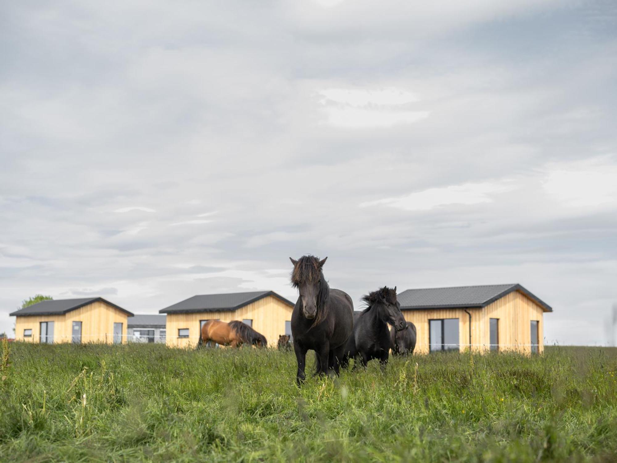 Sleeping With The Horses Apartman Hvolsvöllur Kültér fotó